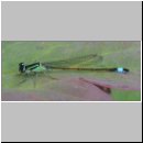 Ischnura elegans - Grosse Pechlibelle 04.jpg